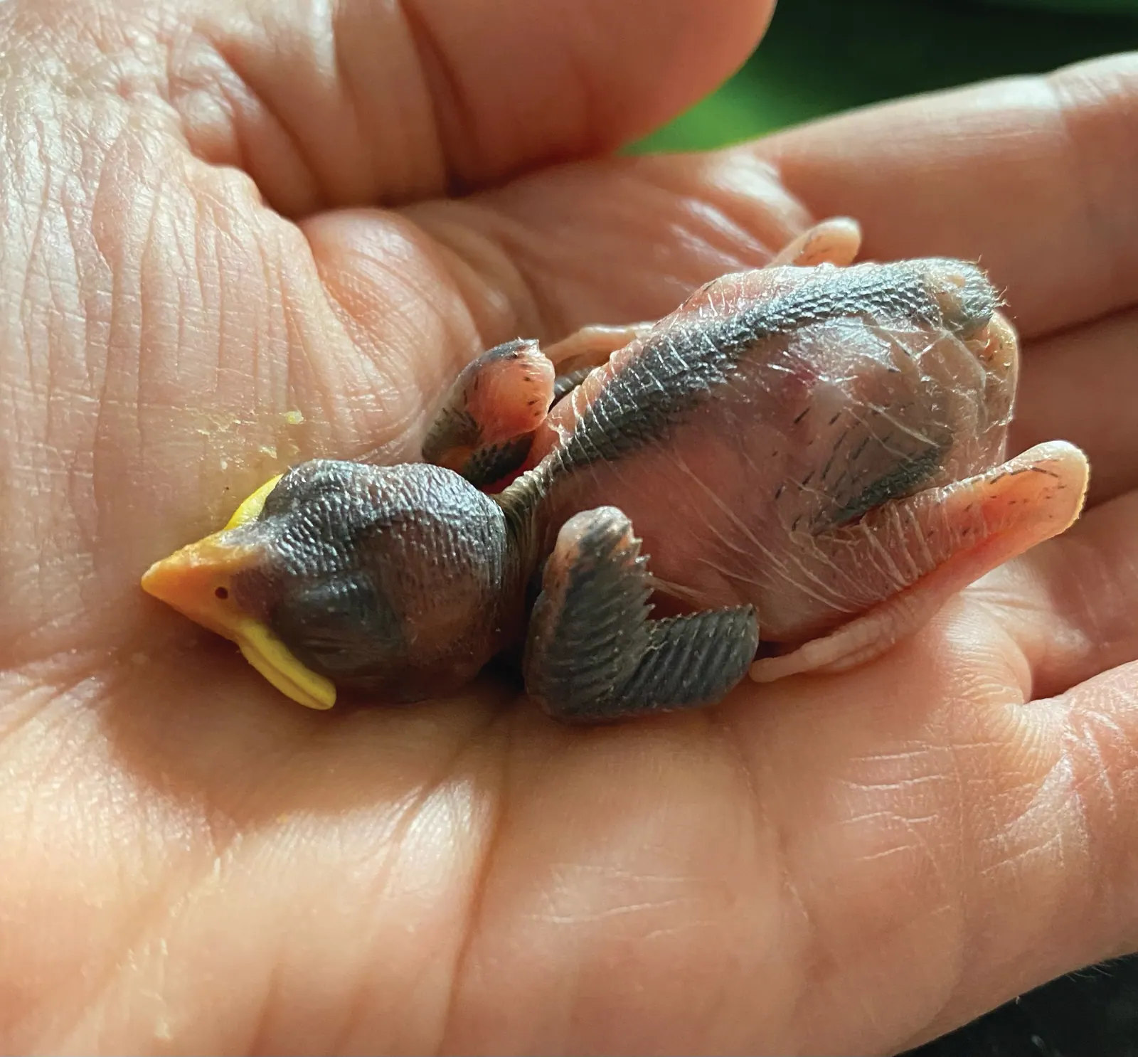 A baby bird resting in a hand
