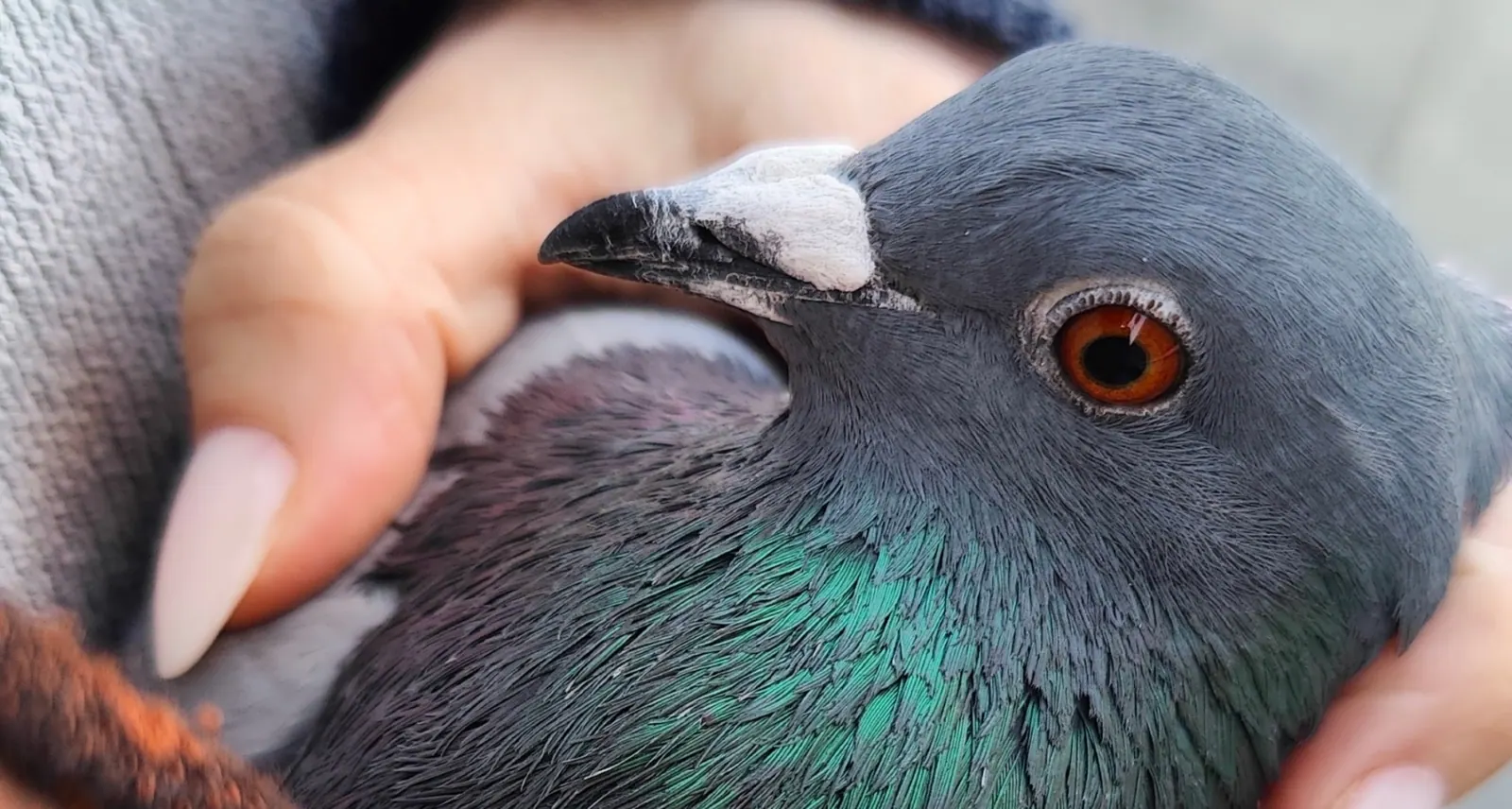 Close-up of a pigeon being gently held